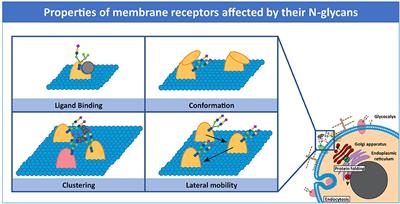 Biological and Technical Challenges in Unraveling the Role of N-Glycans in Immune Receptor Regulation